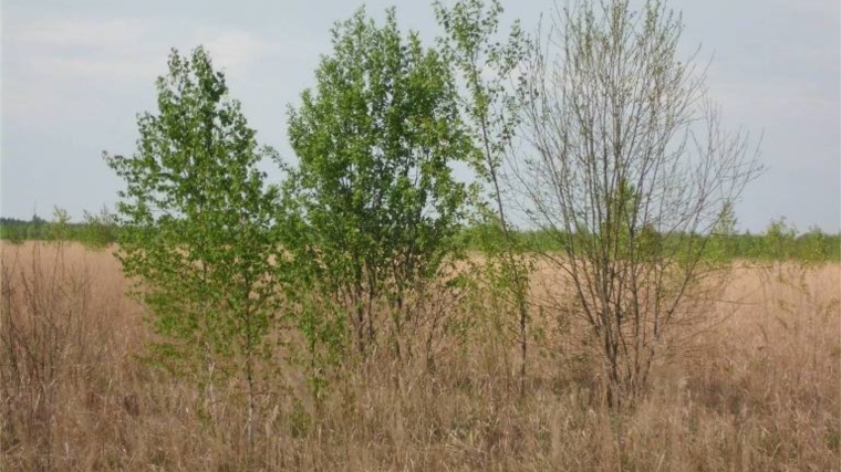 О нарушении земельного законодательства в Сурском районе Ульяновской области