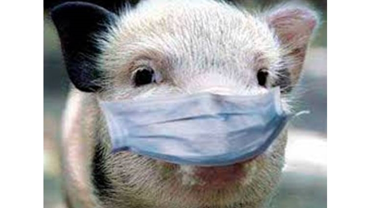 Африканская чума свиней в Калининградской области