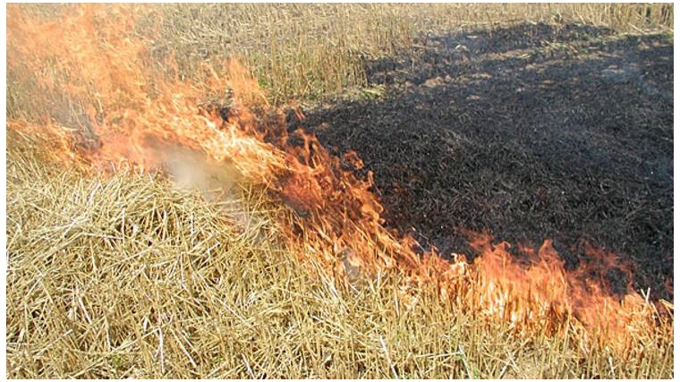 Сжигание сухой растительности и стерни может стать причиной пожара