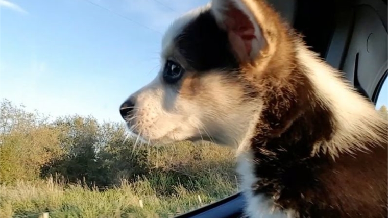 Специалисты Россельхознадзора провели клинический осмотр собак, вывозимых в Латвию