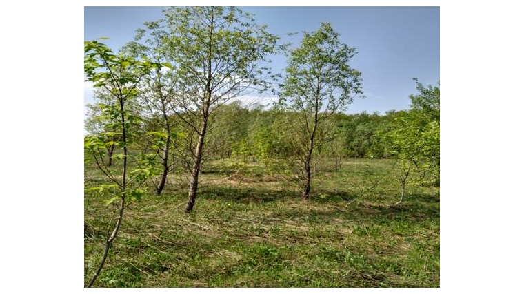 Зарастание лесными породами деревьев земельных участков сельскохозяйственного назначения