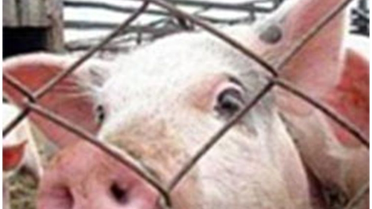 Свиноводческое хозяйство не соблюдало Правила в области ветеринарии при убое животных