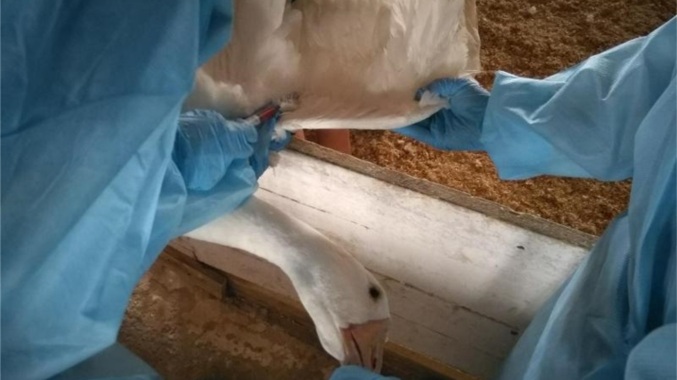 В ходе внеплановой проверки пункта реализации птицепоголовья специалистами Управления осуществлен отбор проб биологического материала для исследования на грипп птиц