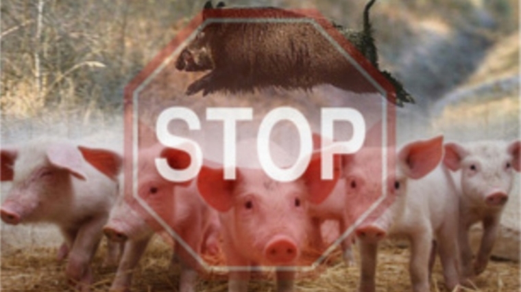 Внеплановые проверки по недопущению африканской чумы свиней на территорию Чувашской Республики