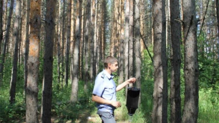 Продолжается снятие феромонных ловушек на территории лесничеств Ульяновской области