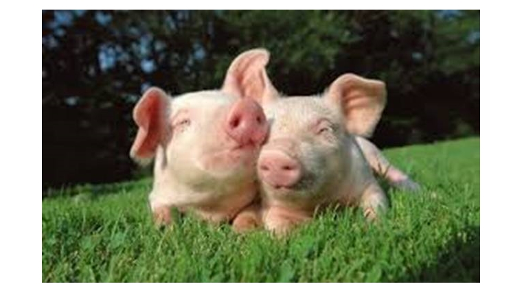 Профилактика заноса и распространения африканской чумы свиней