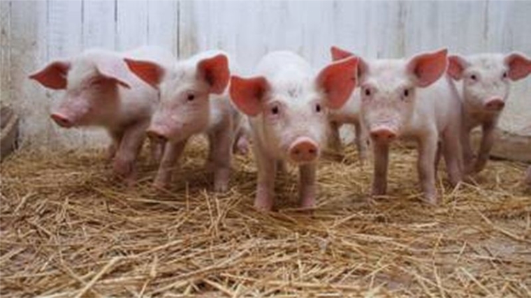 ФГИС "Меркурий" помог выявить ввоз небезопасной свиноводческой продукции из неблагополучного региона