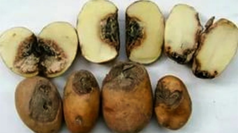 Рак картофеля