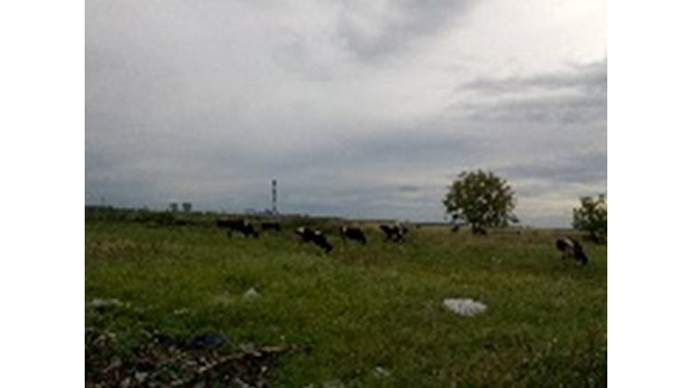 Несанкционированная свалка отходов обнаружена в Чердаклинском районе Ульяновской области