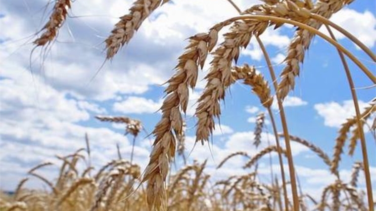 За 9 месяцев 2019 года с территорий Чувашской Республики и Ульяновской области отправлено на экспорт более 39 тысяч тонн зерна и продуктов его переработки