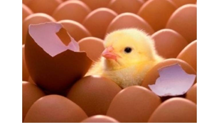 Импортное инкубационное яйцо поступило на птицефабрику ООО «Агрохолдинг «Юрма»