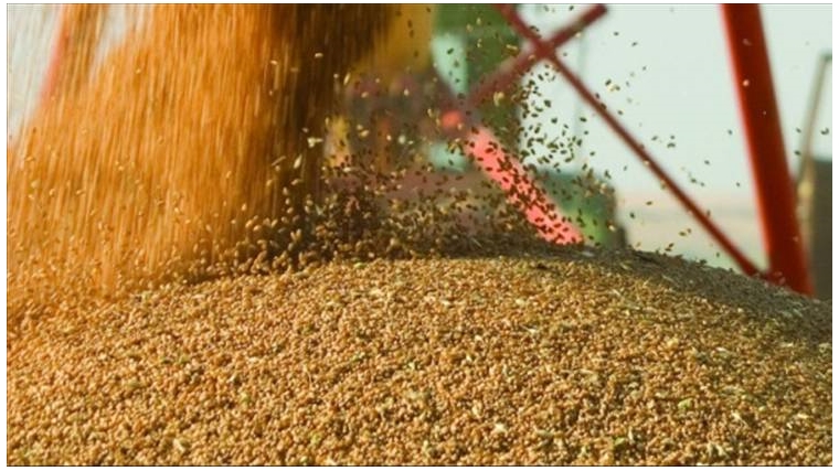 Отгрузка пшеницы в Новороссийск железнодорожным транспортом