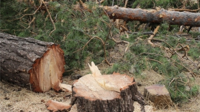 Отходы переработки древесины представляют опасность для окружающей природной среды