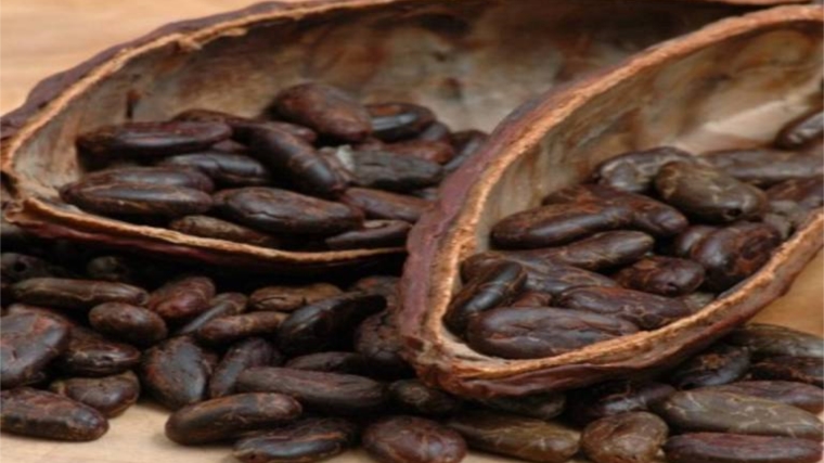 Более 90 тонн какао-бобов происхождением Эквадор проконтролирован при ввозе в октябре 2019 года специалистами Управления Россельхознадзора на территорию Ульяновской области