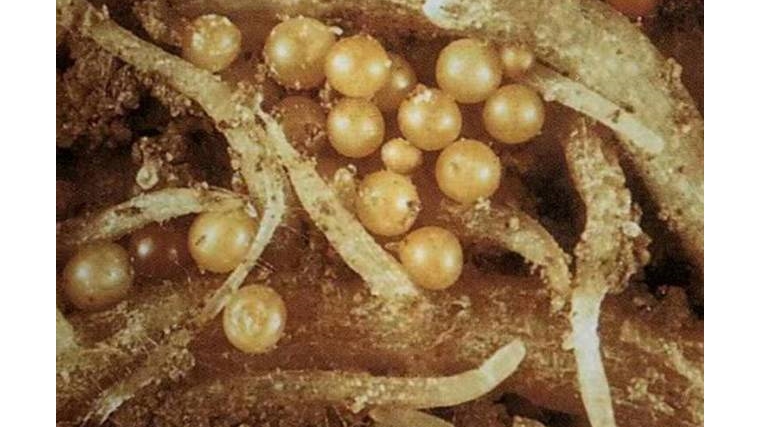 Результаты мониторинга по выявлению золотистой картофельной нематоды