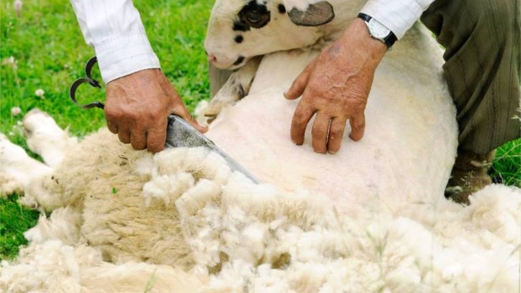 Досмотрено 20 тонн шерсти овечьей мытой, прибывшей из Республики Туркменистан