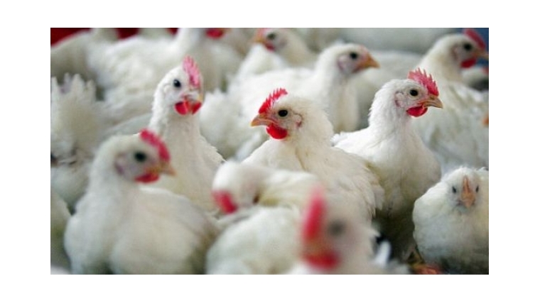 Птицефабрике повторно предписано устранить нарушения ветеринарного законодательства