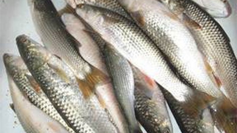 Результаты исследований проб рыбы соответствуют требованиям техрегламентов
