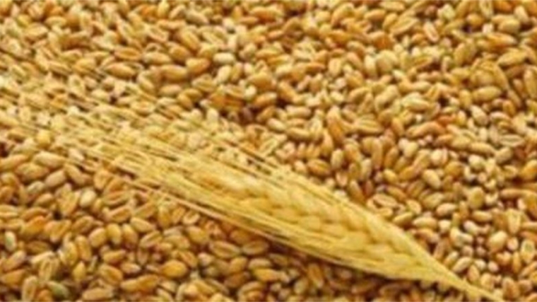 Изменения в национальных стандартах на зерно
