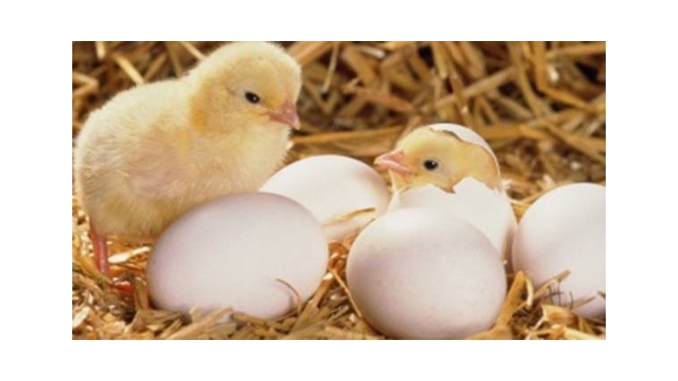 На птицефабрику ООО «Агрохолдинг «Юрма» завезена партия импортных инкубационных яиц