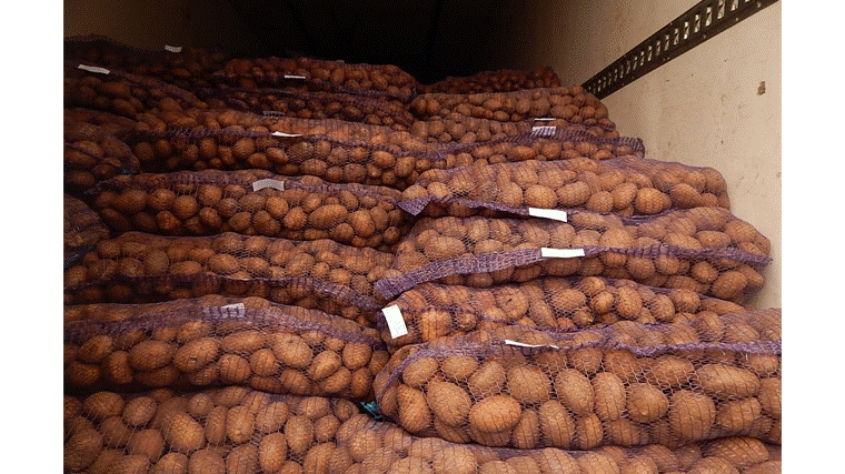 Управлением Россельхознадзора проконтролировало более 800 тонн экспортируемого из Чувашской Республики картофеля продовольственного
