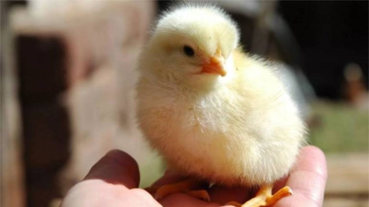 На птицефабрику ООО «Агрохолдинг «Юрма» завезена партия импортных инкубационных яиц