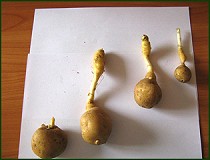 Влияние анамальной жары на картофель