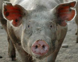 Распространение вируса африканской чумы свиней непредсказуемо