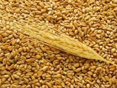 О ввозе фуражной пшеницы 