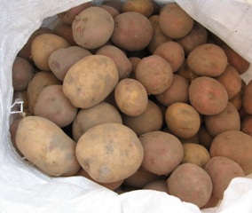 Отобраны образцы семенного картофеля