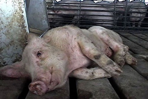 О вспышке африканской чумы свиней в Архангельской области