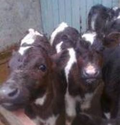 Владельцам скота, нарушившим  ветеринарно-санитарные правила, назначены штрафы