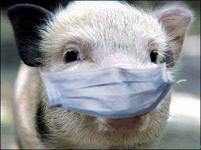 Разъяснительная работа по профилактике африканской чумы свиней