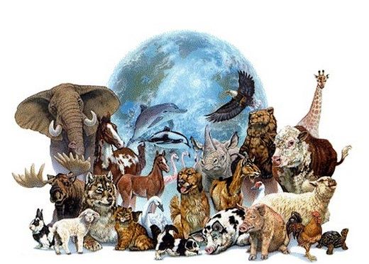 Сегодня отмечаем Всемирный день животных