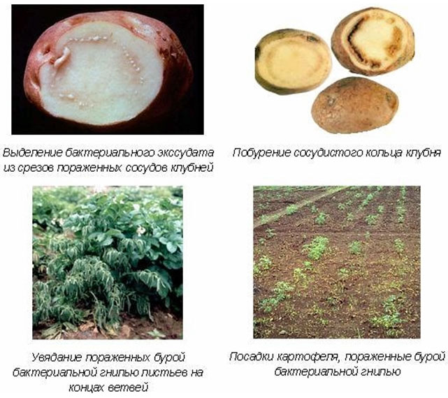 Опасное карантинное заболевание картофеля – бурая бактериальная гниль