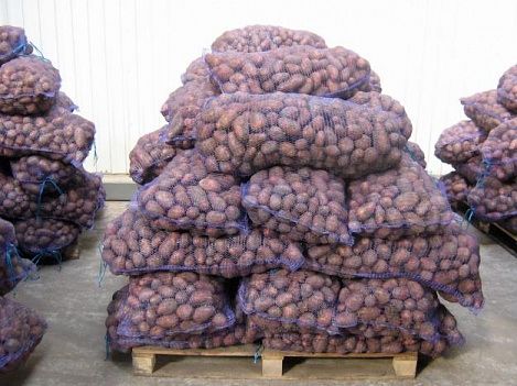 Вывоз картофеля и овощей в соседние регионы