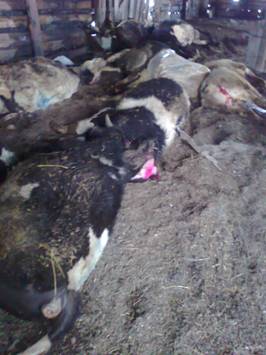 О массовом падеже крупного рогатого скота в СХПК «Комбайн» от эмфизематозного карбункула 