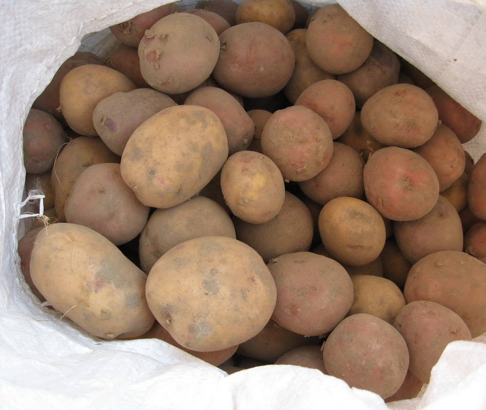 Продолжается отправка картофеля семенного в южные регионы России