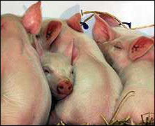 О подавлении локальной вспышки африканской чумы свиней в одном из сел Ростовской области