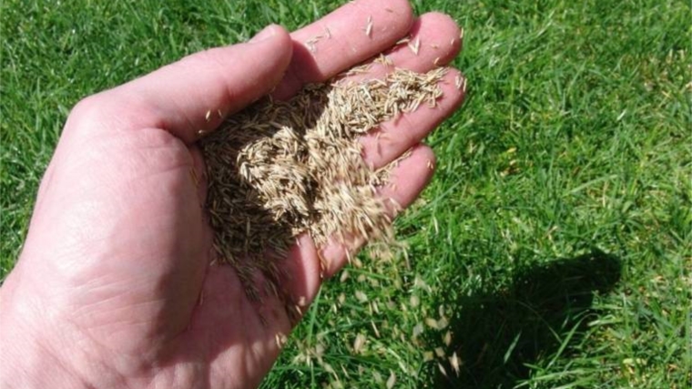 О досмотре семян газонных трав