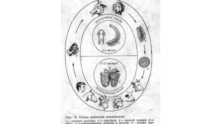 Эхинококкоз – опасное паразитарное заболевание для животных и человека