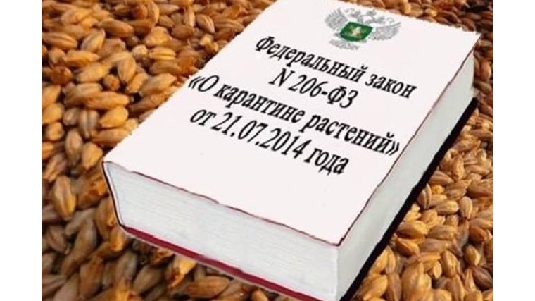 Предприниматель не сообщил о ввозе саженцев