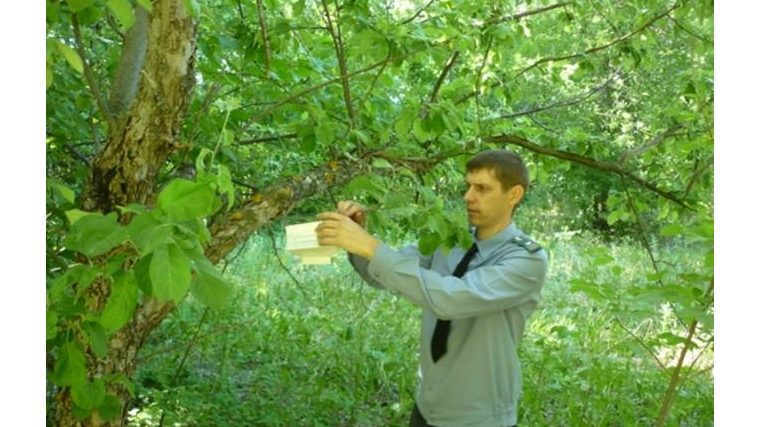 В сельскохозяйственном производственном кооперативе «Степной Сад» установили феромонные ловушки