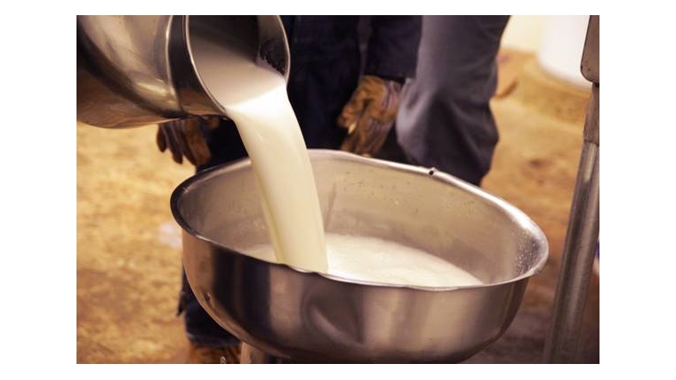 В сыром молоке выявлено превышение содержания соматических клеток