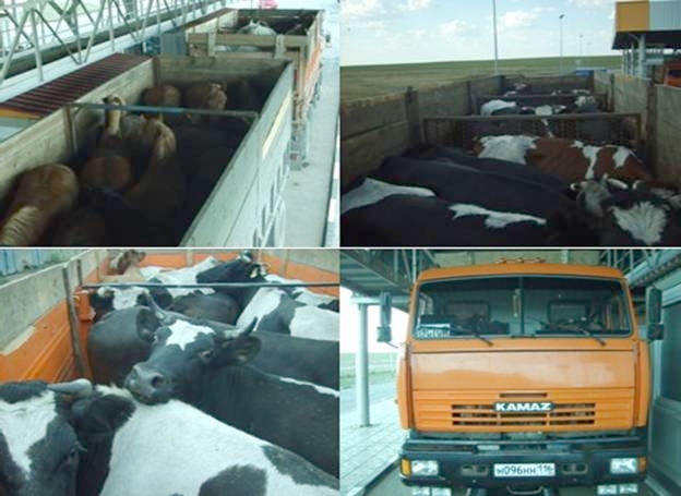 Пресечена попытка нелегального провоза скота через Государственную границу Российской Федерации